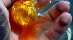 Top 10 povestiri despre goldfish speriat