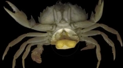 Top 10: macroparaziți