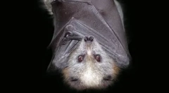 Top 10: mituri de animale