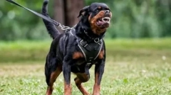 Top 10 rase de câini cei mai răi