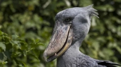 Top 10 păsări cu cele mai bizari ciocane