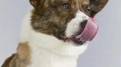 Top 10: cele mai dispar rase de câini din marea britanie (20 de fotografii)