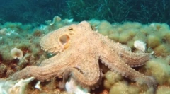 Top 10: cele mai deștepte planete animale