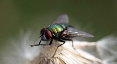 Top 10 dintre cele mai curate animale din lume