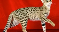 Top 10 cele mai scumpe animale din lume