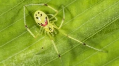 Top 10 cei mai frumoși păianjeni din lume