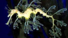 Top 10 cele mai neobișnuite animale din lume