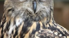 Top 10 cele mai periculoase păsări prădători (21 de fotografii)