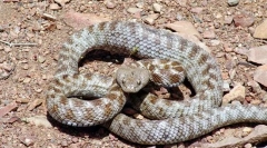 Top 10 dintre cele mai periculoase șerpi din lume