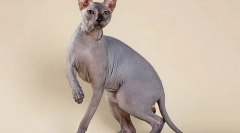 Top 10 cele mai populare rase de pisici