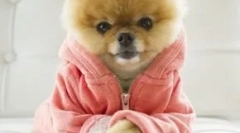 Top 10 câini cei mai populari din instagram