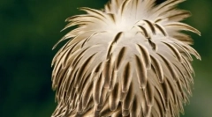 Top 10 păsări cele mai rare și pe cale de dispariție de pe planetă