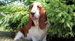 Top 10 dintre cei mai calmi și echilibrați câini