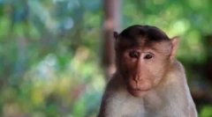 Top 10 cele mai inteligente animale din lume