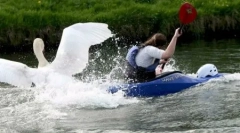 Top 10: animale șocante periculoase