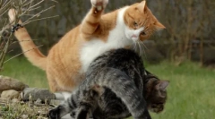 Top 10 lucruri pe care pisica ta urăște
