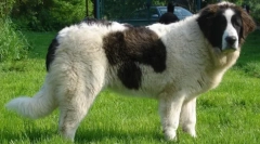 Cele mai mari 20 de rase de câine din lume