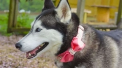 Top 5 nume pentru fete de câine