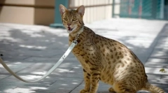 Top 5: pisicile cele mai scumpe din lume