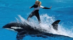 Top 6 persoane care sunt ucise cu cruzime de animale, pe care le-au adorat