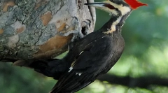 Top 7 animale cu cele mai lungi limbi