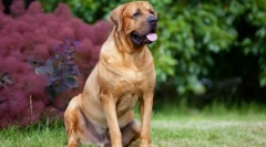 Tosa inu (foto): câine neînfricat de samurai japonezi