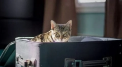 Transportul unei pisici