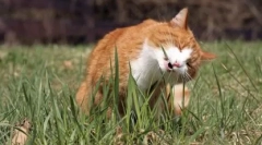 Iarba pentru pisici: cresc acasă