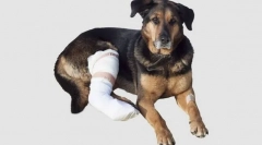 Leziuni musculare, tendoane și ligamente