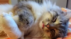 Accidente, arsuri și otrăvire în pisici