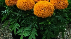 Ierburi și alte plante țipând șoareci