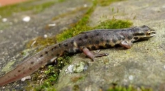 Triton lance obișnuită