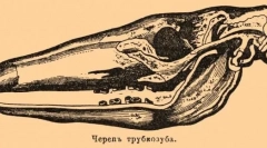 Trubosub: fapte interesante despre miracolul african