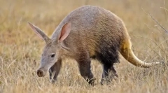 Trubosub - miracul de noapte tropical de neegalat