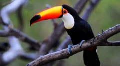 Toucan (foto): ciocul nu se întâmplă prea mult, asta este pasărea izbitoare!