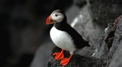 Dispozitive utlantice