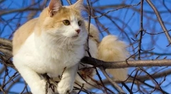 Turcă wang (foto): înotător magnific și un pescar adevărat