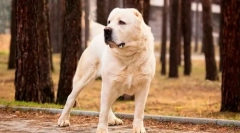 Turkmen alabai (foto): garda fierce, protector de încredere