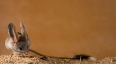 Tuccani (foto): sărite de coadă lungă