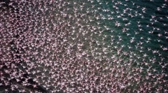 Mii de flamingouri roz pe lacul nakuru din kenya