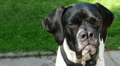 Care rasă de câini împărțit nasul?