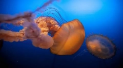 Cine și cum sunt numiți copiii din mare?