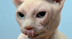 Pisica cade sau sparge mustasul: ce animal de companie amenință simptomul