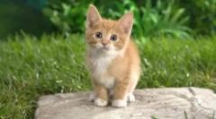 Killer de viermi: donalii pentru pisici