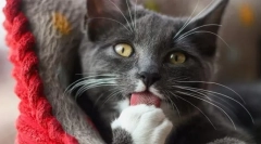 Aflați o limbă cat