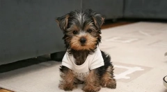 Îngrijire pentru yorks