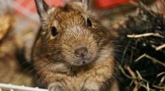 Îngrijirea și întreținerea proteinei chilee degu