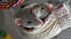 Îngrijirea și conținutul șoarecilor decorativi la domiciliu