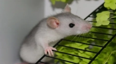 Îngrijirea și întreținerea șobolanului decorativ de casă