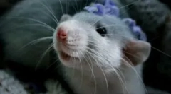 Îngrijirea și întreținerea șobolanilor decorativi de casă